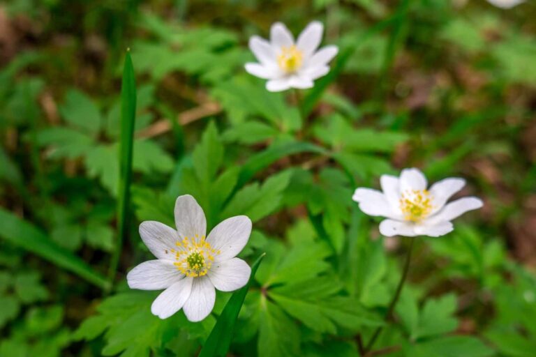 Фотоотчет о путешествии в Карпаты с фотоаппаратом Lumix GX8 - 04