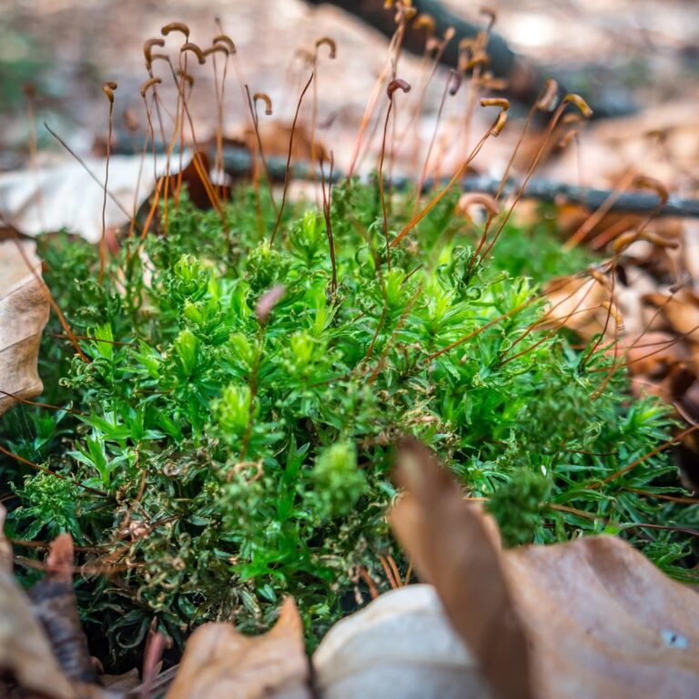 Фотоотчет о путешествии в Карпаты с фотоаппаратом Lumix GX8 - 05