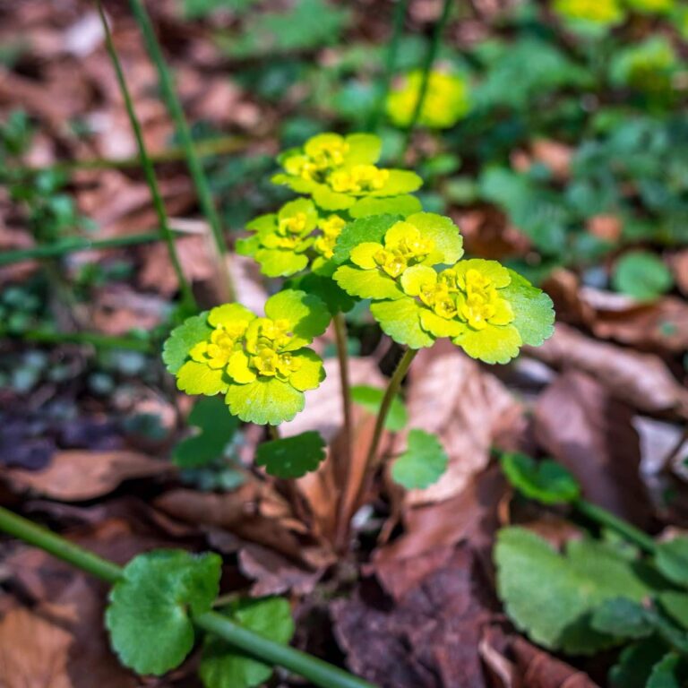 Фотоотчет о путешествии в Карпаты с фотоаппаратом Lumix GX8 - 06