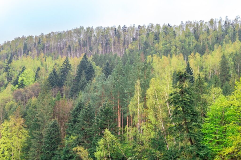 Фотоотчет о путешествии в Карпаты с фотоаппаратом Lumix GX8 - 19