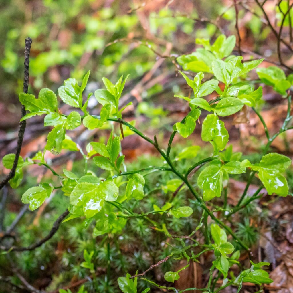 Фотоотчет о путешествии в Карпаты с фотоаппаратом Lumix GX8 - 30