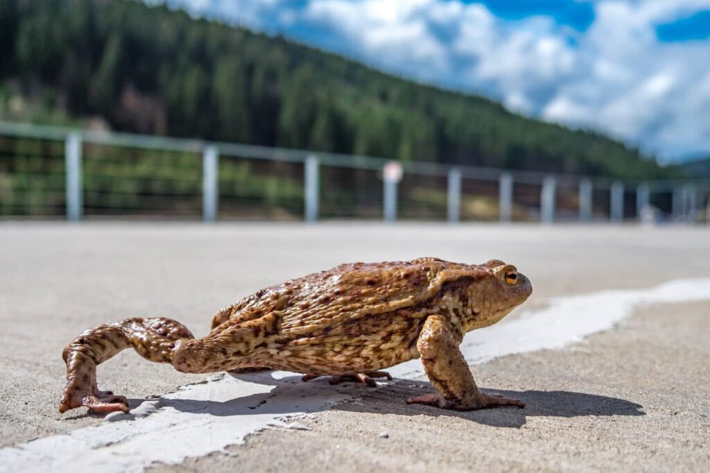 Фотоотчет о путешествии в Карпаты с фотоаппаратом Lumix GX8 - 64