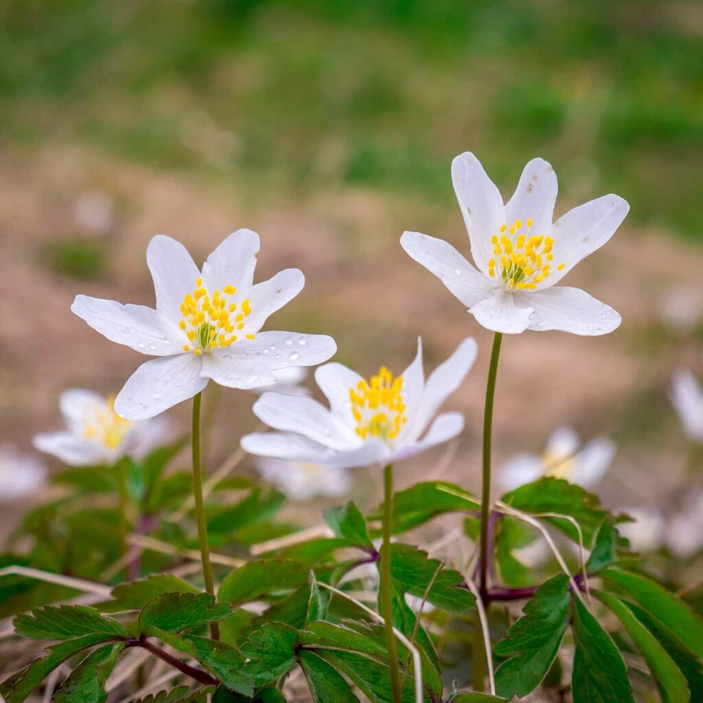 Фотоотчет о путешествии в Карпаты с фотоаппаратом Lumix GX8 - 80 - Ветреница дубравная (Anemonoides nemorosa) в Лазещине