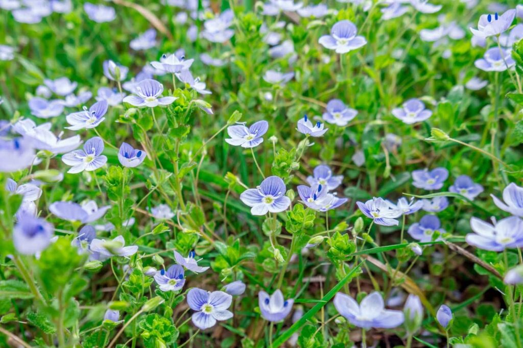 Фотоотчет о путешествии в Карпаты с фотоаппаратом Lumix GX8 - 86 - Полянка карпатских незабудок около источника Буркут