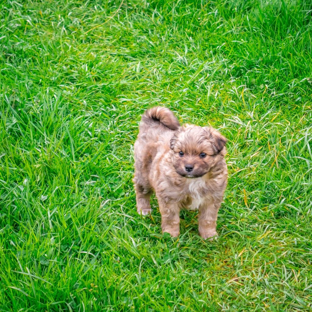 Фотоотчет о путешествии в Карпаты с фотоаппаратом Lumix GX8 - 91 - Карпатский сторожевой пёс