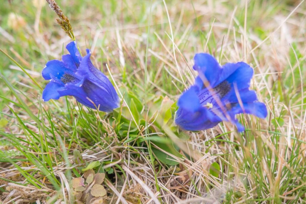 Фотоотчет о путешествии в Карпаты с фотоаппаратом Lumix GX8 - 92 - Горечавка бесстебельная (Gentiana acaulis) на полонине Перцы